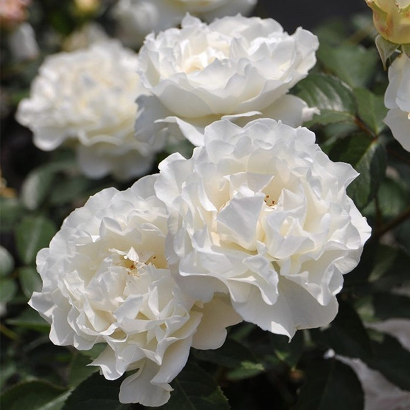 雪野一梦/奶油泡芙/踏雪月季小苗日本灌木月季浓香