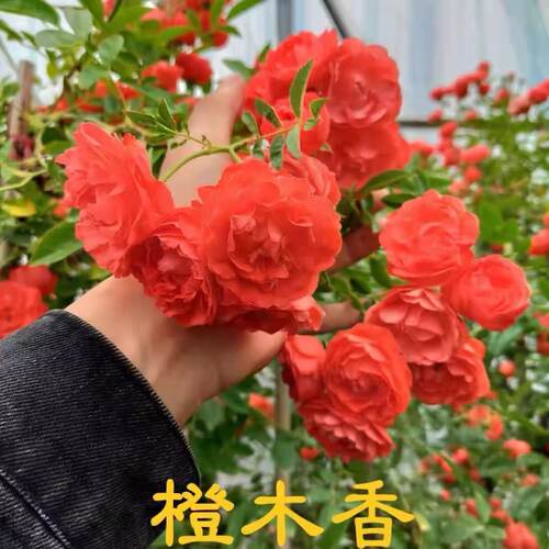 橙木香花苗多花红木香爬藤蔷薇藤本月季植物庭院阳台花卉抗病