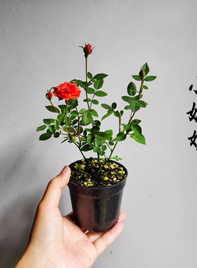 新品微月小姑娘月季月月盛开耐热抗病成熟植株30cm左右 阳台庭院