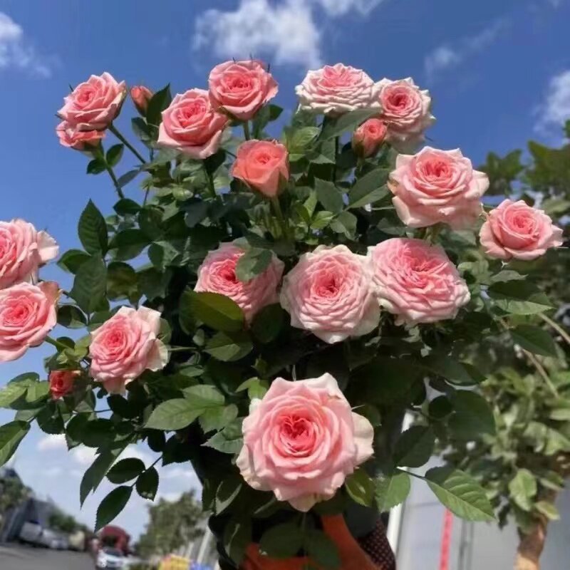 【仙度瑞拉】多季开花耐高温玫瑰盆栽庭院阳台月季花卉植物