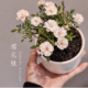 开花阳台庭院花卉植物 玫瑰花苗盆栽多季 樱花镜 超微月季