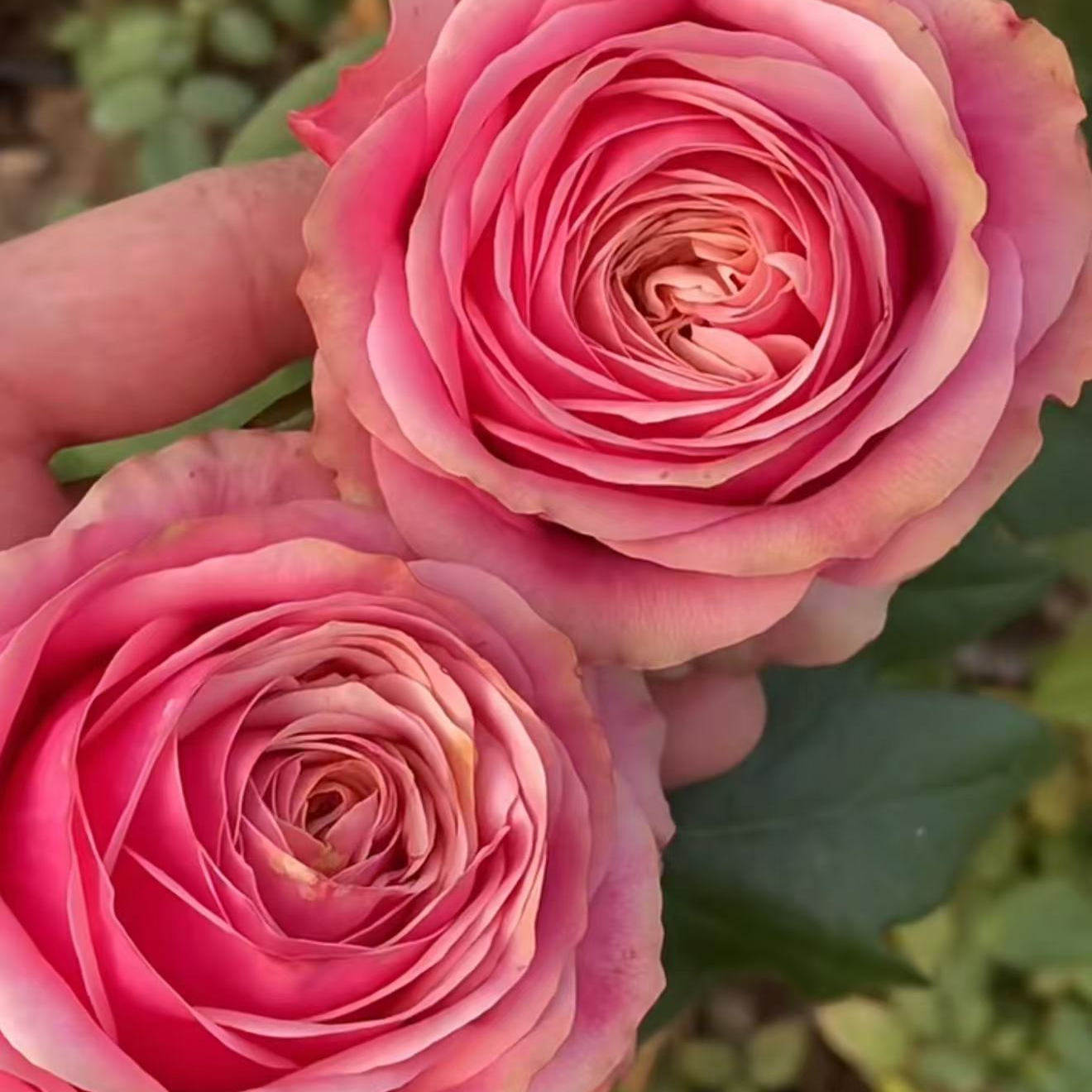 新品 情绪漩涡 月季花苗玫瑰切花高杯大花灌木庭院阳台盆栽花卉,鲜花速递/花卉仿真/绿植园艺,月季/蔷薇/玫瑰,淘宝优惠券,粉丝福利购,淘宝优惠卷