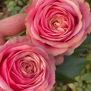 花苗玫瑰切花高杯大花灌木庭院阳台盆栽花卉 月季 新品 情绪漩涡