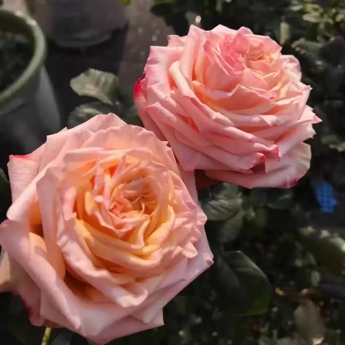 新品 心肝宝贝 月季花苗切花直立大花灌木勤花玫瑰阳台庭院盆栽