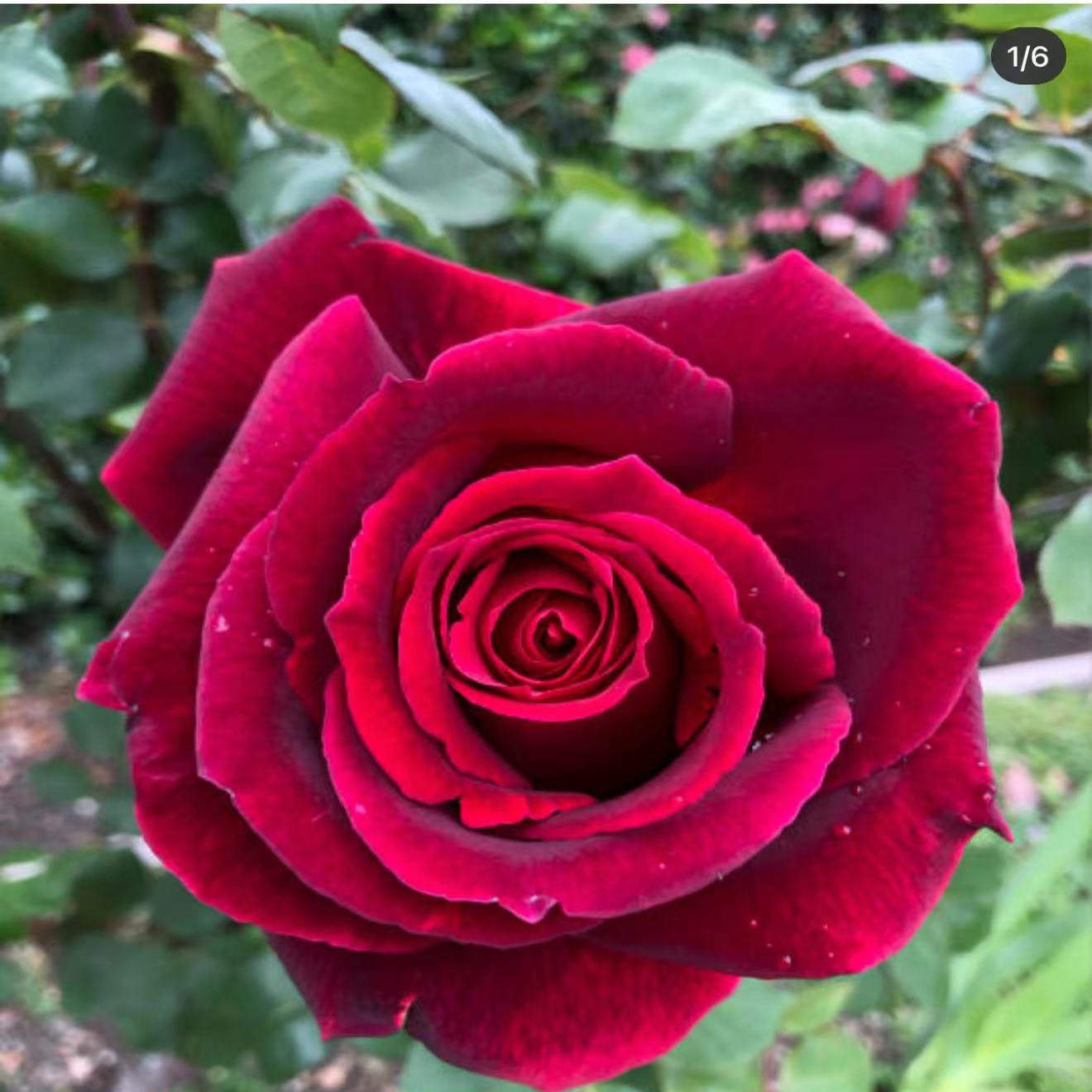 林肯先生庭院阳台盆栽观花植物花卉茶香月季花苗多季开花,鲜花速递/花卉仿真/绿植园艺,月季/蔷薇/玫瑰,淘宝优惠券,粉丝福利购,淘宝优惠卷