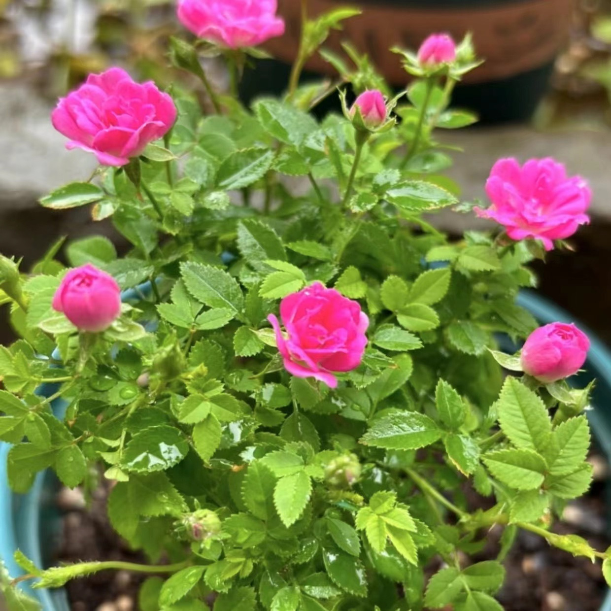 【高尾台】超微新品微月 花量大 月季 阳台 盆栽 花卉