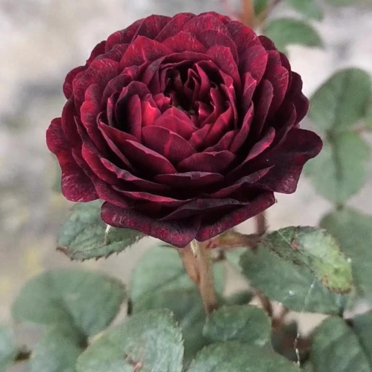 黑玉果汁月季 果汁阳台芽变 微型阳台月季 黑红色 勤花多头群开