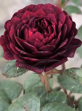 黑玉果汁月季 果汁阳台芽变 微型阳台月季 黑红色 勤花多头群开