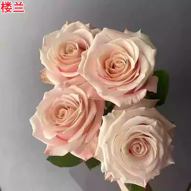 新品楼兰月季灌木大花