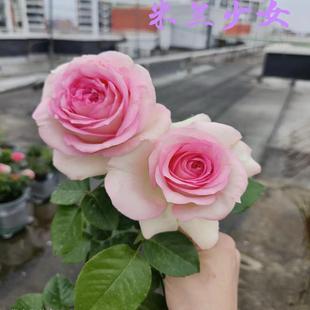 法国尼普新品米兰少女月季大花浓香庭院阳台盆栽多季开花抗病强