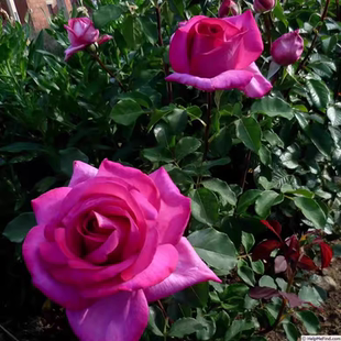 诉说花园皇后德国科德斯超大花浓香月季 花径可达20厘米