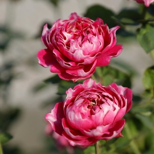 紫雾凝霜灌木月季 节开花 褶皱边多季 花苗阳台玫瑰盆栽浓香型好养