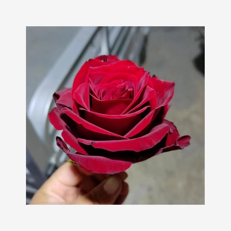 新品卡地亚月季花苗红