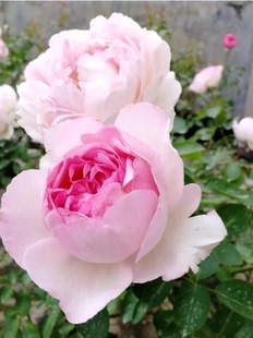 伊芙克莱尔新品伊芙系列大花浓香月季玫瑰四季开花