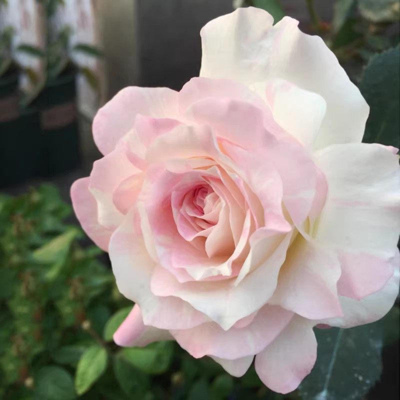 【法式千层酥】河本纯子阳台紧凑粉嫩色丰花浓香月季盆栽,鲜花速递/花卉仿真/绿植园艺,月季/蔷薇/玫瑰,淘宝优惠券,粉丝福利购,淘宝优惠卷