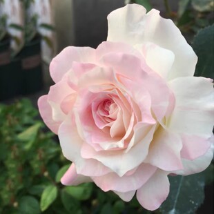 【法式千层酥】河本纯子阳台紧凑粉嫩色丰花浓香月季盆栽