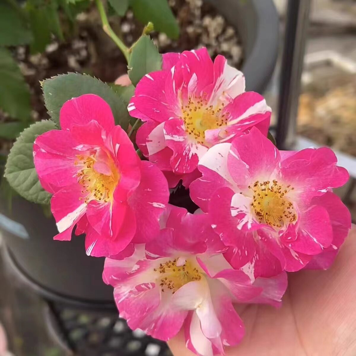 覆盆子冰糕  月季花苗灌木单瓣粉色条纹浓香勤花庭院阳台盆栽花卉