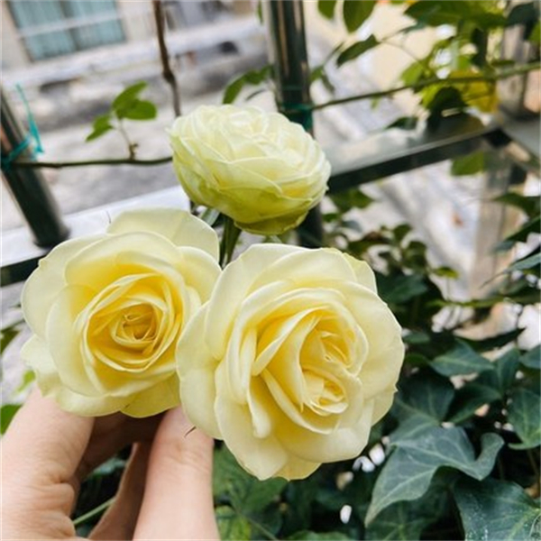 欧月季 奶油龙沙宝石/奶油伊甸园 丰花微型微月阳台玫瑰扦插小苗