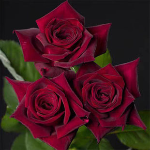 新品【暗香】扦插小苗月季玫瑰花苗黑巴克升级版/浓香/丰花抗病强