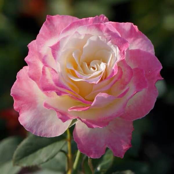 真品六翼天使月季扦插花苗