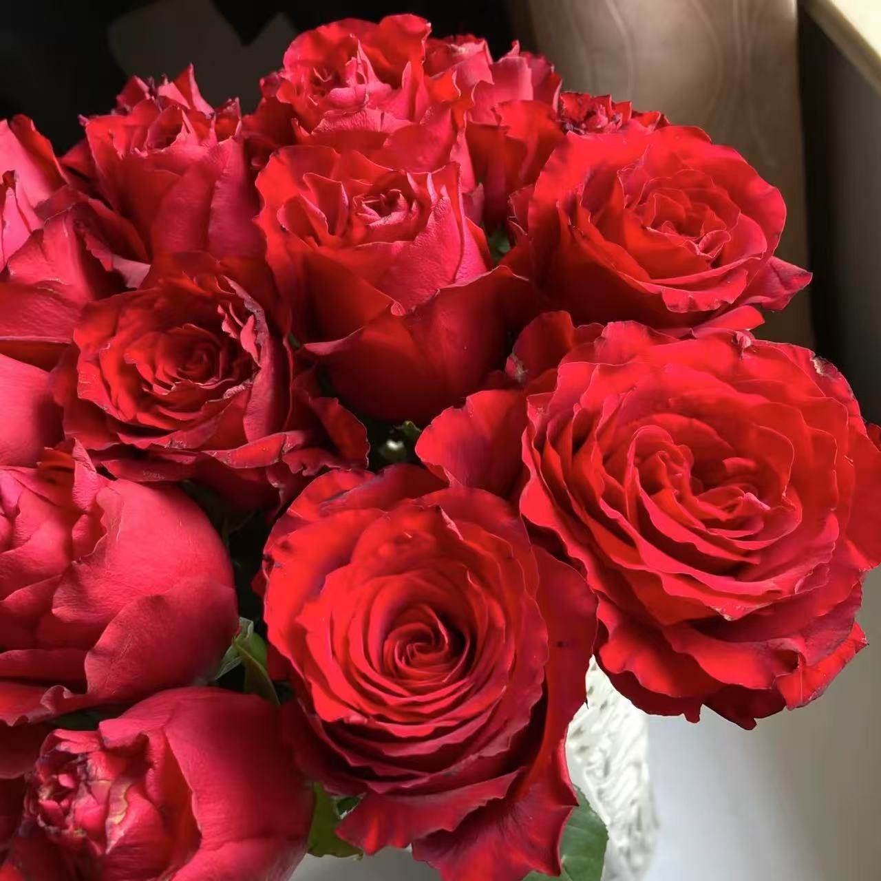 新品 【红色城堡】 月季花苗切花大花直立灌木庭院阳台 盆栽勤花,鲜花速递/花卉仿真/绿植园艺,月季/蔷薇/玫瑰,淘宝优惠券,粉丝福利购,淘宝优惠卷