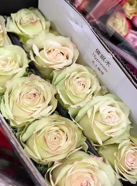 催眠术绿色切花灌木大花月季扦插苗月季花苗多季开花玫瑰花苗