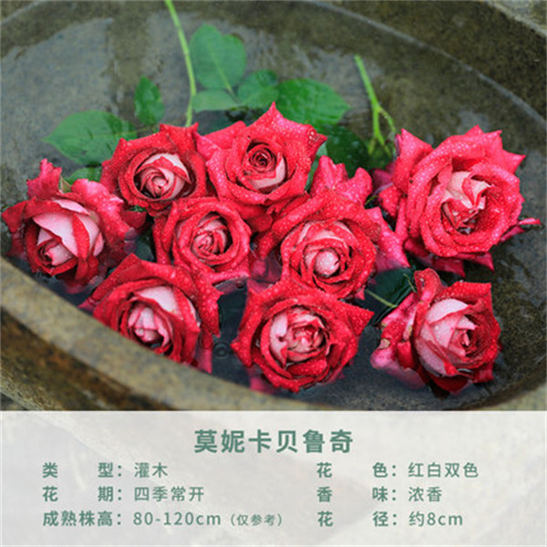 莫妮卡贝鲁奇多季开花大花浓香切花月季花苗玫瑰阳台庭院盆栽花卉