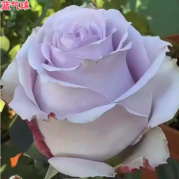 超新品蓝气球月季切花灌木月季庭院阳台盆栽多季开花玫瑰花苗花卉