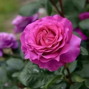 新品帕尔马【修道院】月季花苗灌木大花法国月季耐热抗病阳台庭院