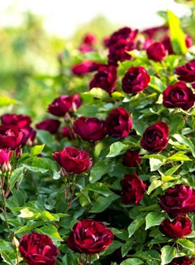 藤本丰花月季雀之舞爬藤蔷薇月季花苗庭院阳台盆栽四季花卉玫瑰花