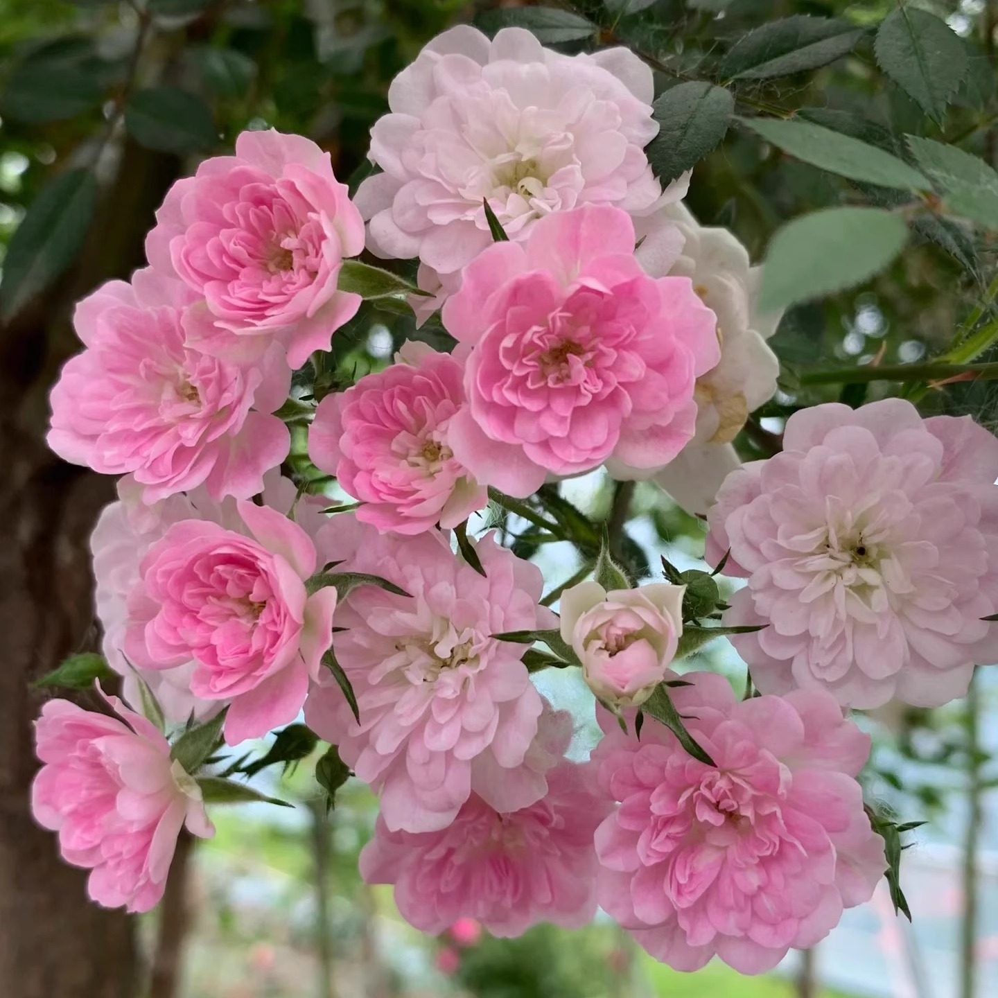 新品【宇部小町】爬藤月季可做篱笆墙做瀑布垂吊可做造型可做花墙,鲜花速递/花卉仿真/绿植园艺,月季/蔷薇/玫瑰,淘宝优惠券,粉丝福利购,淘宝优惠卷