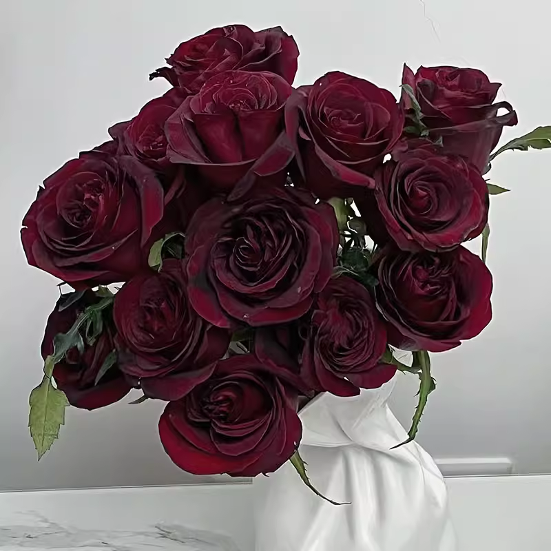 黑珍珠/夜宴月季 灌木大花 切花玫瑰 耐开直立 花期长,鲜花速递/花卉仿真/绿植园艺,月季/蔷薇/玫瑰,淘宝优惠券,粉丝福利购,淘宝优惠卷