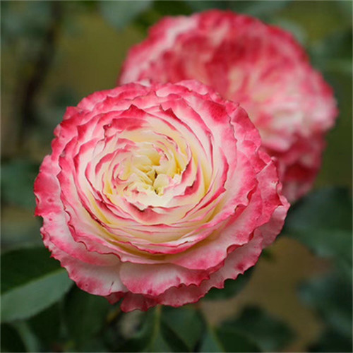 新品种月季扦插花苗 初妆 直立型丰花灌木切花 复色茶香多季开花