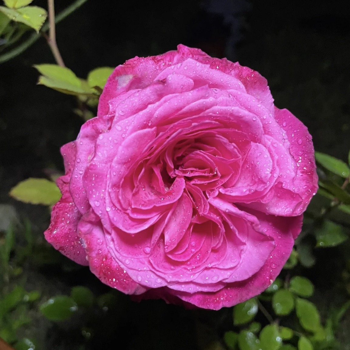 【芳香花园】情迷芳香灌木月季大花浓香盆栽月季 鲜花速递/花卉仿真/绿植园艺 月季/蔷薇/玫瑰 原图主图