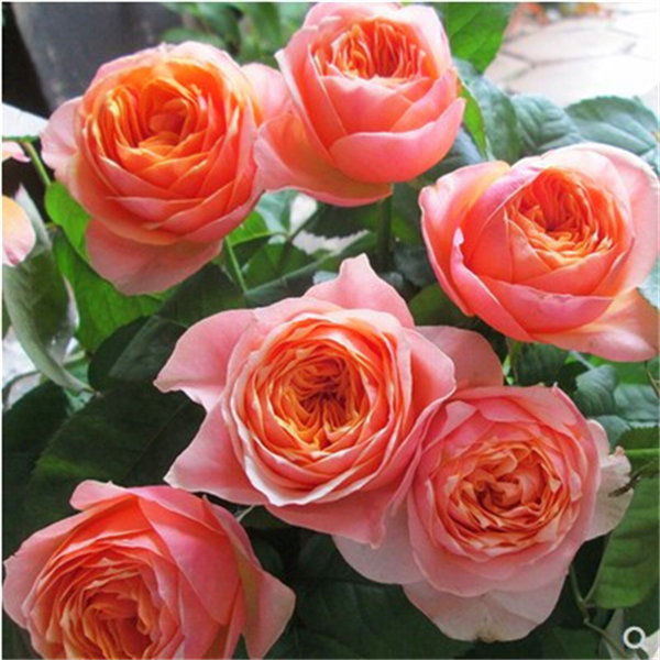 温柔珊瑚心灌木切花扦插月季多季勤开包子花卉盆栽花苗