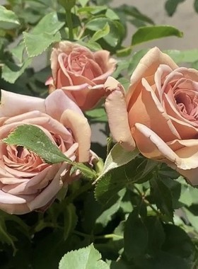 可可洛可（Koko Loco ）复古风丰花月季巧克力色可可洛克月季小苗