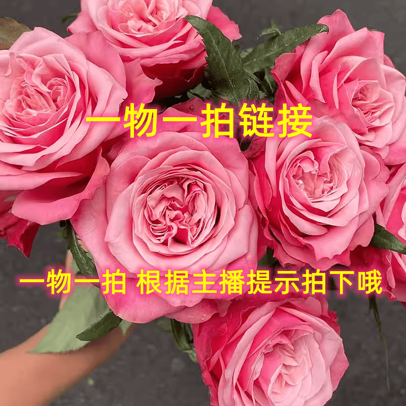 月季花卉一物一拍根据主播提示下单【请谨慎选择后拍下】