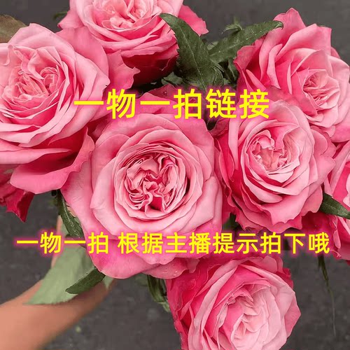 月季花卉一物一拍根据主播提示下单【请谨慎选择后拍下】