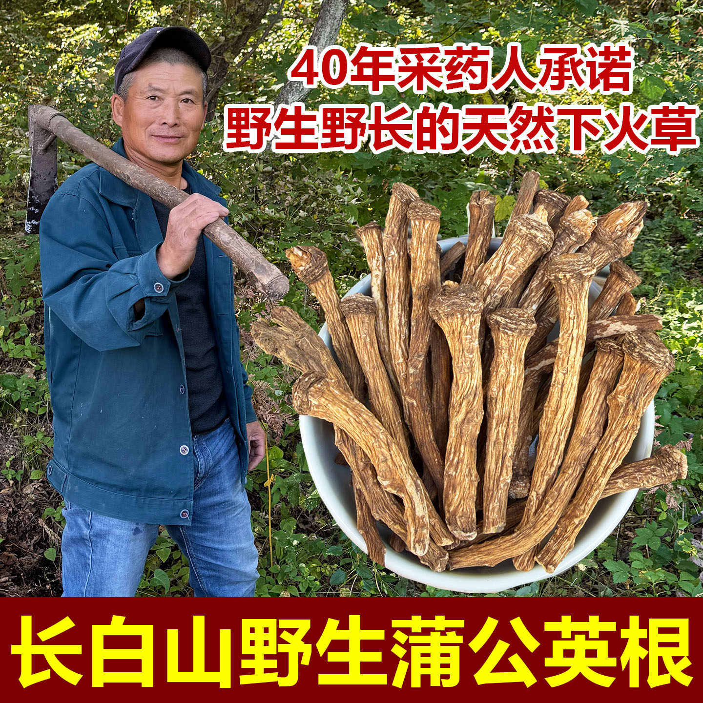 长白山野生蒲公英根茶特级中药材纯干货当年新货天然晒干无硫500g