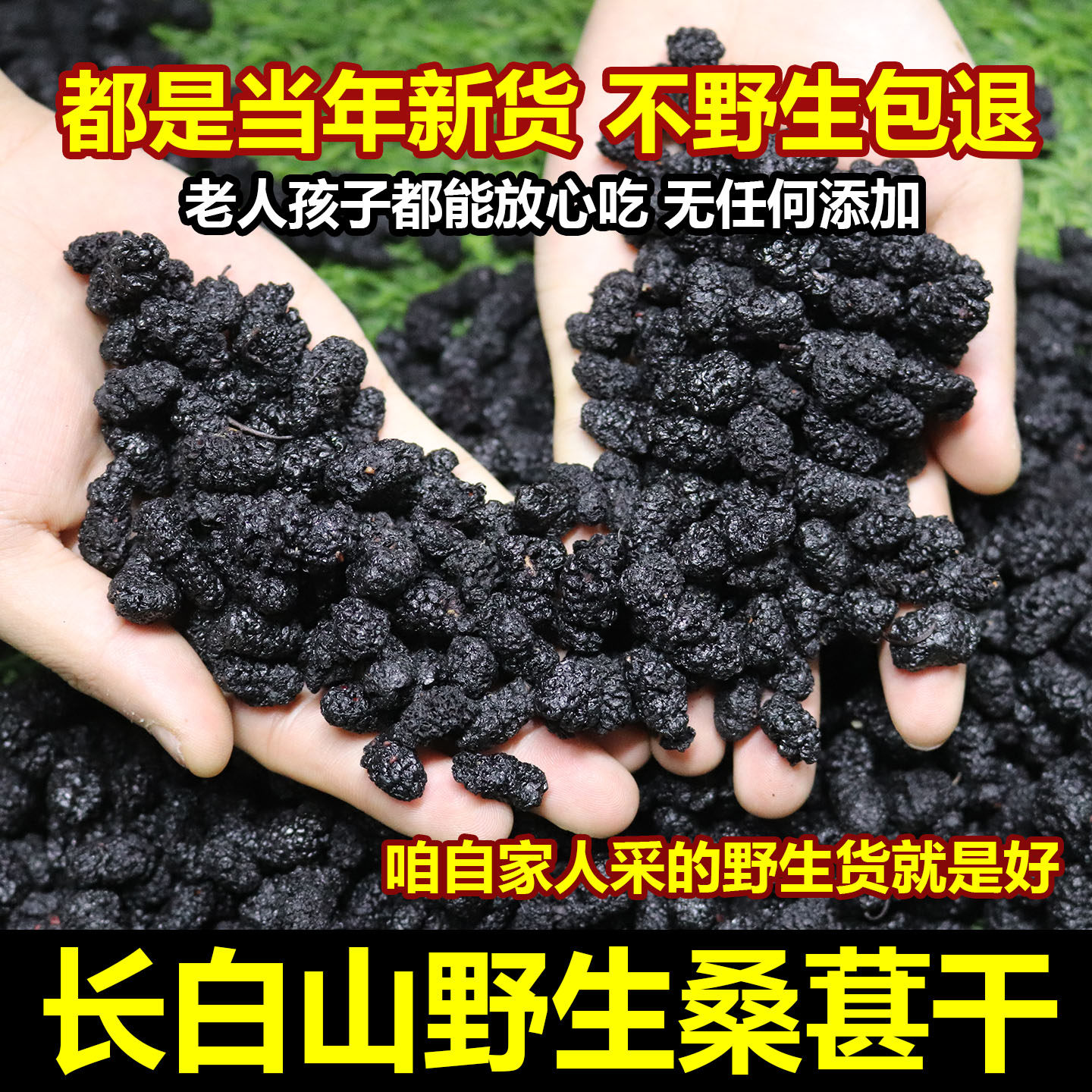 野生桑葚干中药材长白山药用桑葚子新货自晒黑桑葚干泡水泡茶免洗