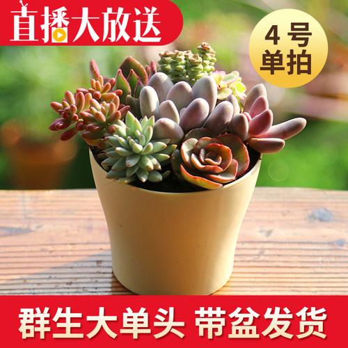 多肉植物批发小颗质量怎么样 多肉植物批发小颗口碑怎么样 小麦优选