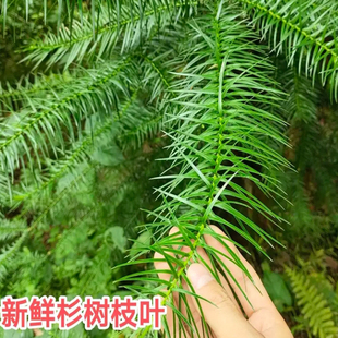四川高山杉树叶新鲜现摘杉树枝叶树根真叶子道具草药名茶装饰道具