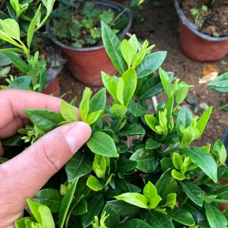 大花卉叶大花单重d瓣花香杆观花栀子栀子花开花四季阳台盆栽牡丹