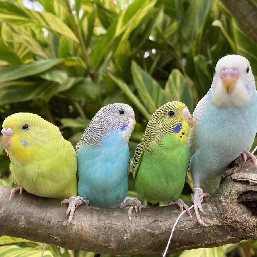 特色大头虎皮鹦鹉国血宝石蓝珍珠小鸟活鸟宠物鸟类手养鹦鹉活体