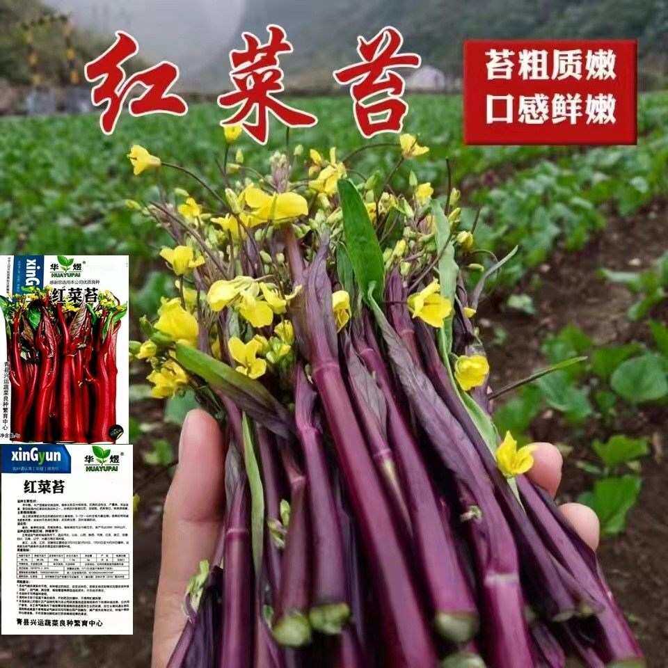 金秋红红菜苔种子红菜心紫菜薹红油菜芯籽紫菘四季种高产蔬菜种子