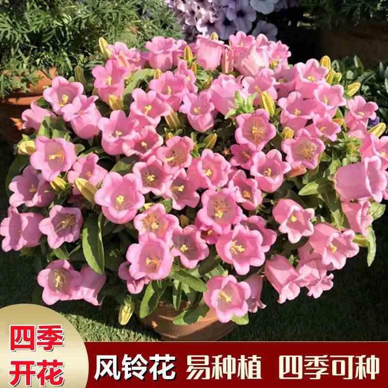 重瓣风铃草重瓣风铃花种子室内阳台庭院四季开花鲜花盆栽-封面