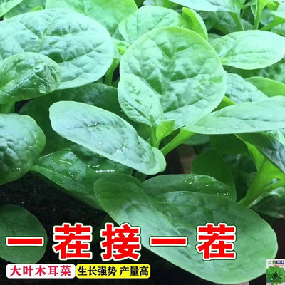 大叶木耳菜种籽高产肉厚一年四季夏秋季蔬春菜盆栽豆腐摩尔菜种子