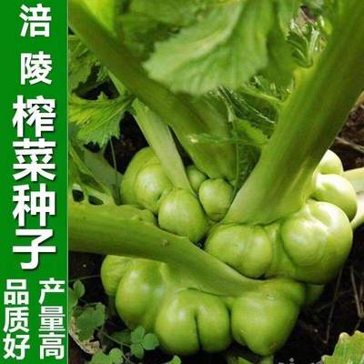 涪陵榨菜种子四川大耐高温青菜头芥菜种夏秋季榨菜头菜蔬菜头