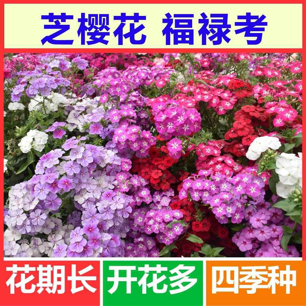 丛生福禄考种子芝樱花景观园林花海花卉雁来红金山海棠易种播