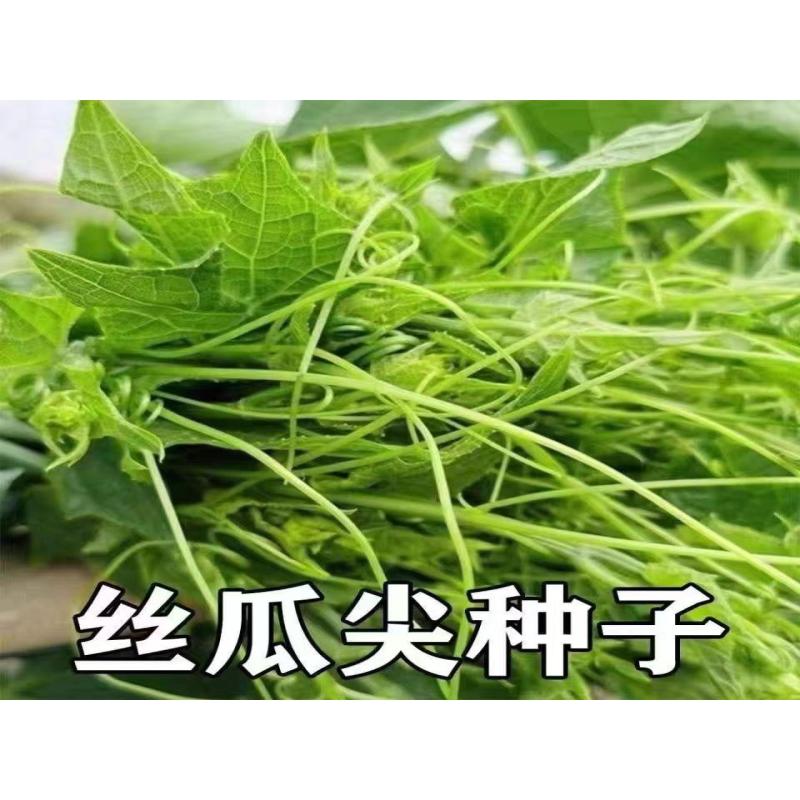 尖丝种瓜子食用瓜尖种籽专吃藤洋瓜尖南瓜尖苗种籽抗病有机蔬菜籽